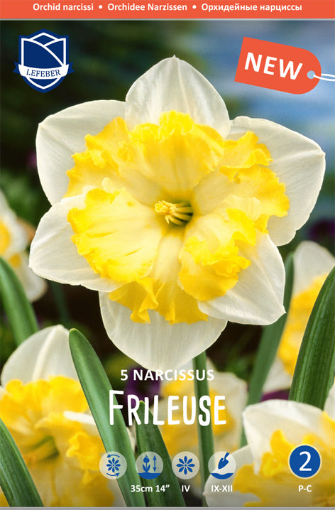 Narcissus Frileuse