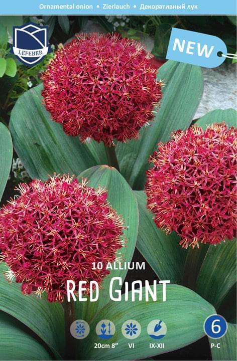 Allium Red Giant