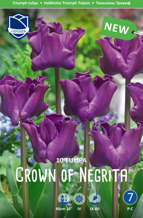 Tulpe Crown of Negrita Jack the Grower