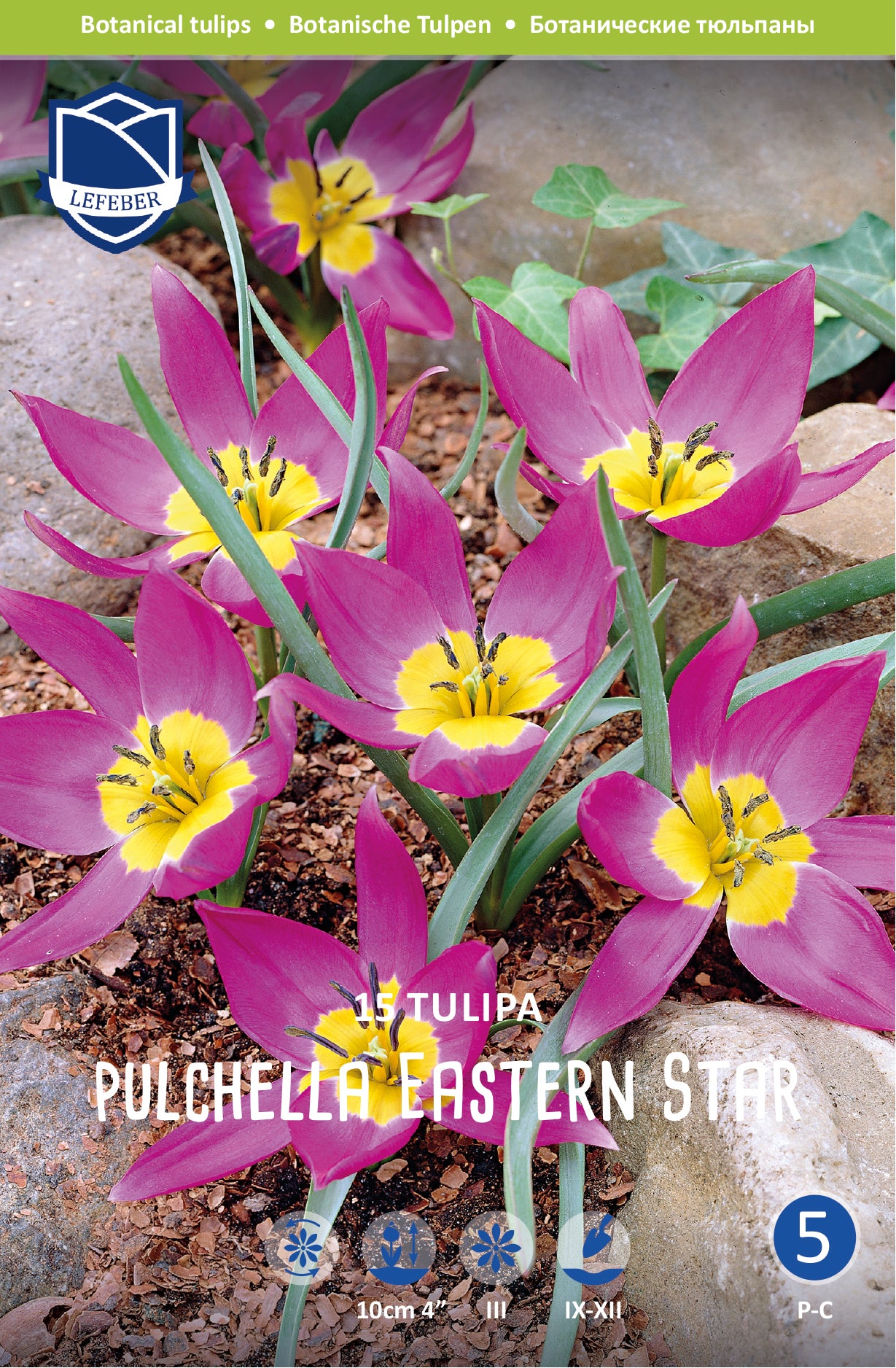 Tulpe Pulchella Eastern Star