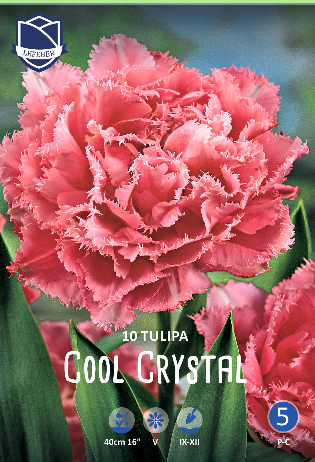 Tulpe Cool Crystal®