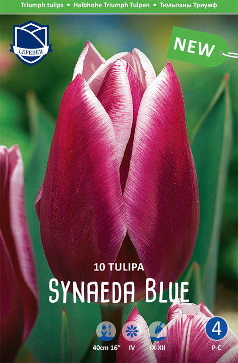 Tulipa Synaeda Blue Jack the Grower
