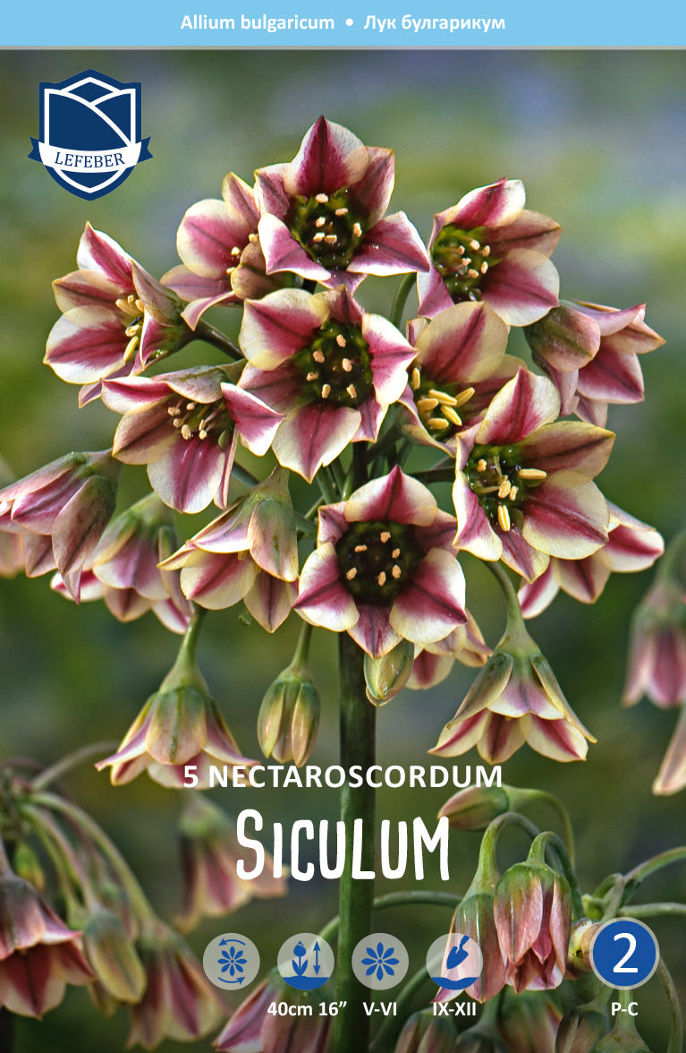 Allium Nectaroscordum Siculum Jack the Grower
