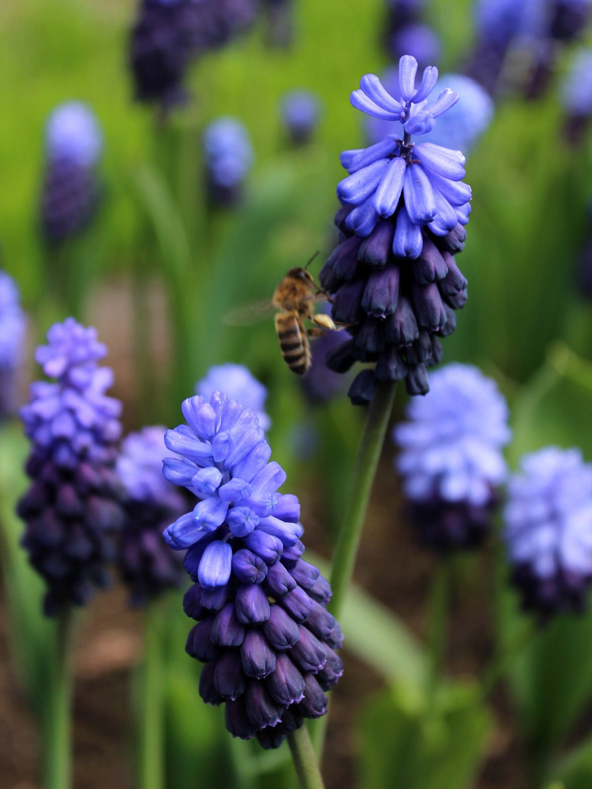 Muscari Latifolium Jack the Grower