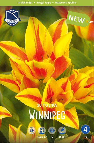 Tulipa Winnipeg Jack the Grower