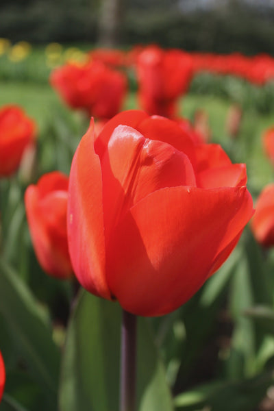 Tulipa Red Impression Jack the Grower