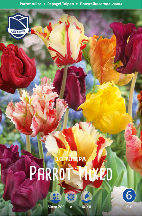 Tulipa Parrot Mixed