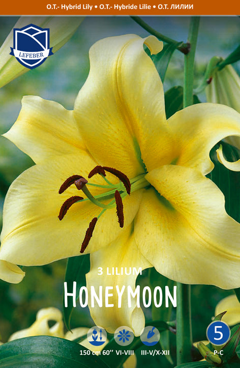 Lilium Honeymoon