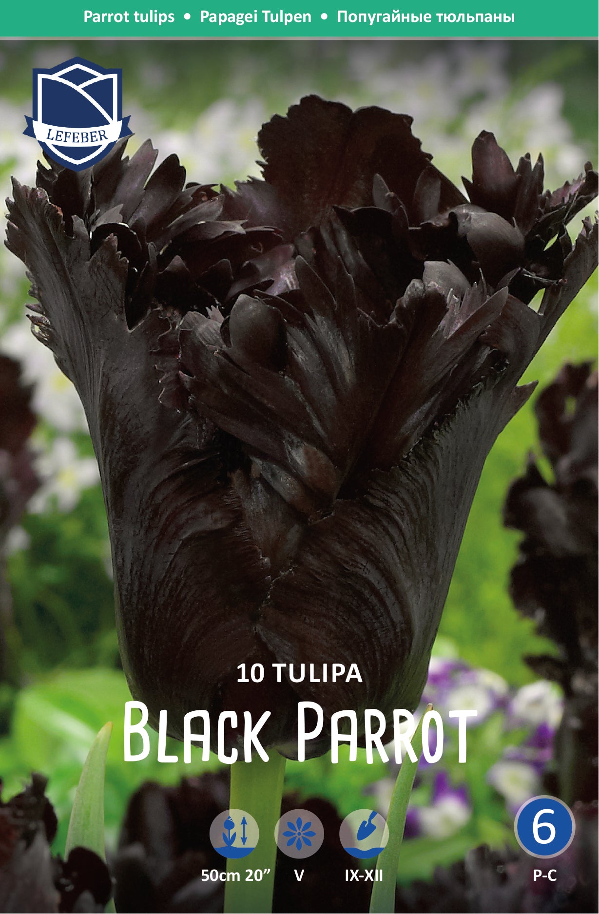 Tulipa Black Parrot