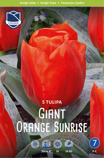 Tulipa Giant Orange Sunrise Jack the Grower