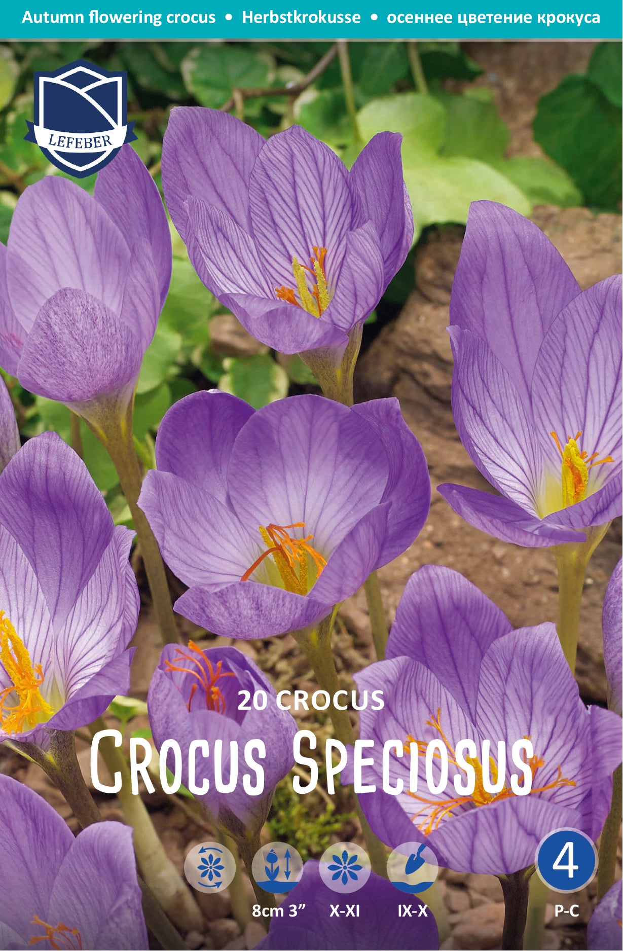 Crocus Speciosus