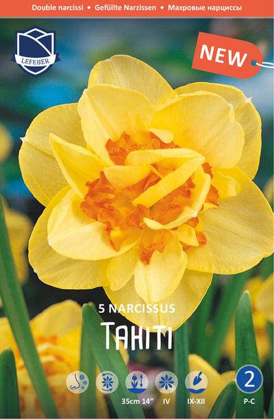 Narcissus Tahiti Jack the Grower
