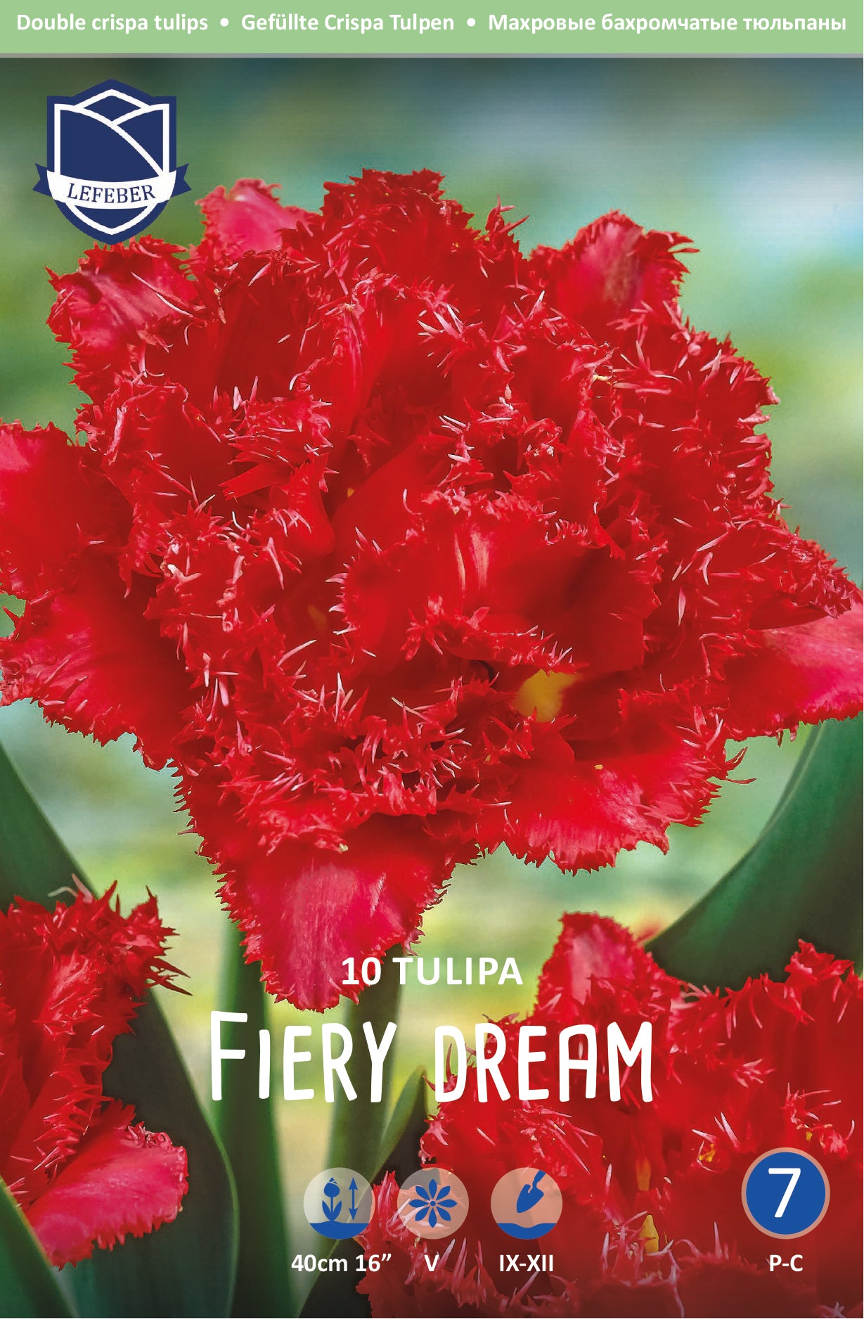 Tulipa Fiery Dream