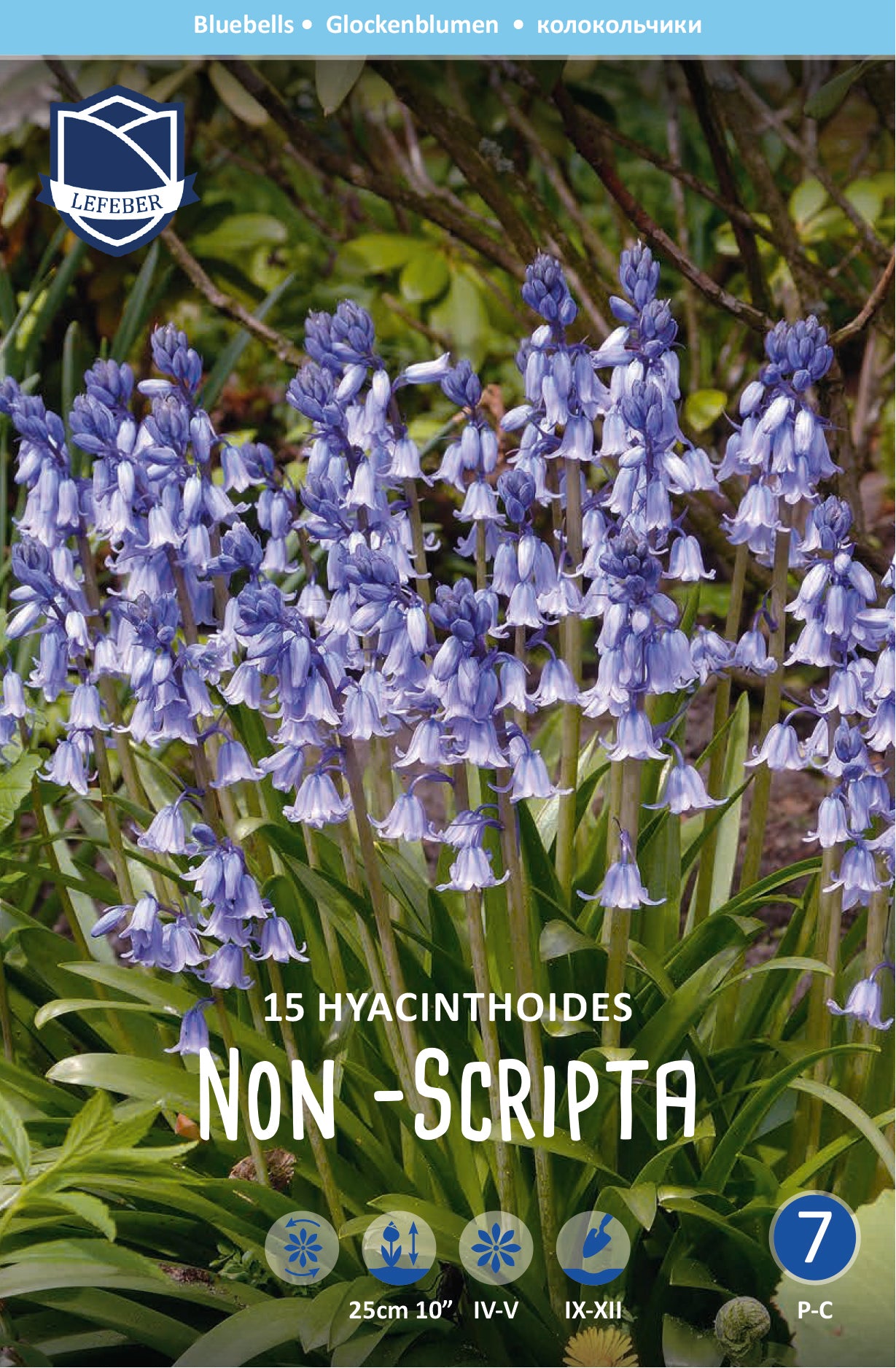 Hyacinthoides Non-Scripta