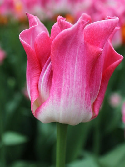 Tulpe Crown of Dynasty Jack the Grower