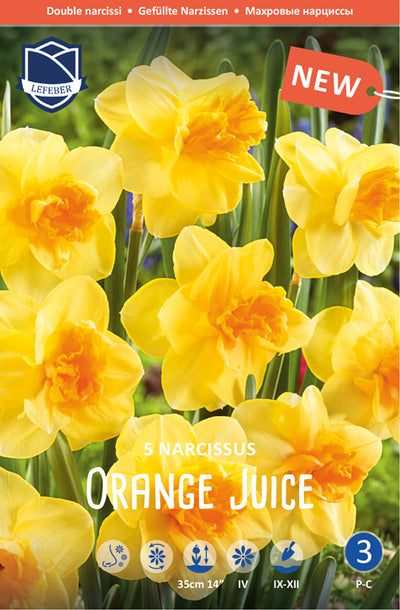 Narcissus Orange Juice Jack the Grower