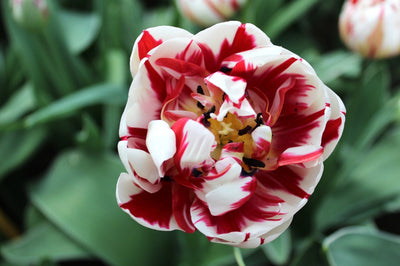 Tulipa Carnaval de Nice Jack the Grower