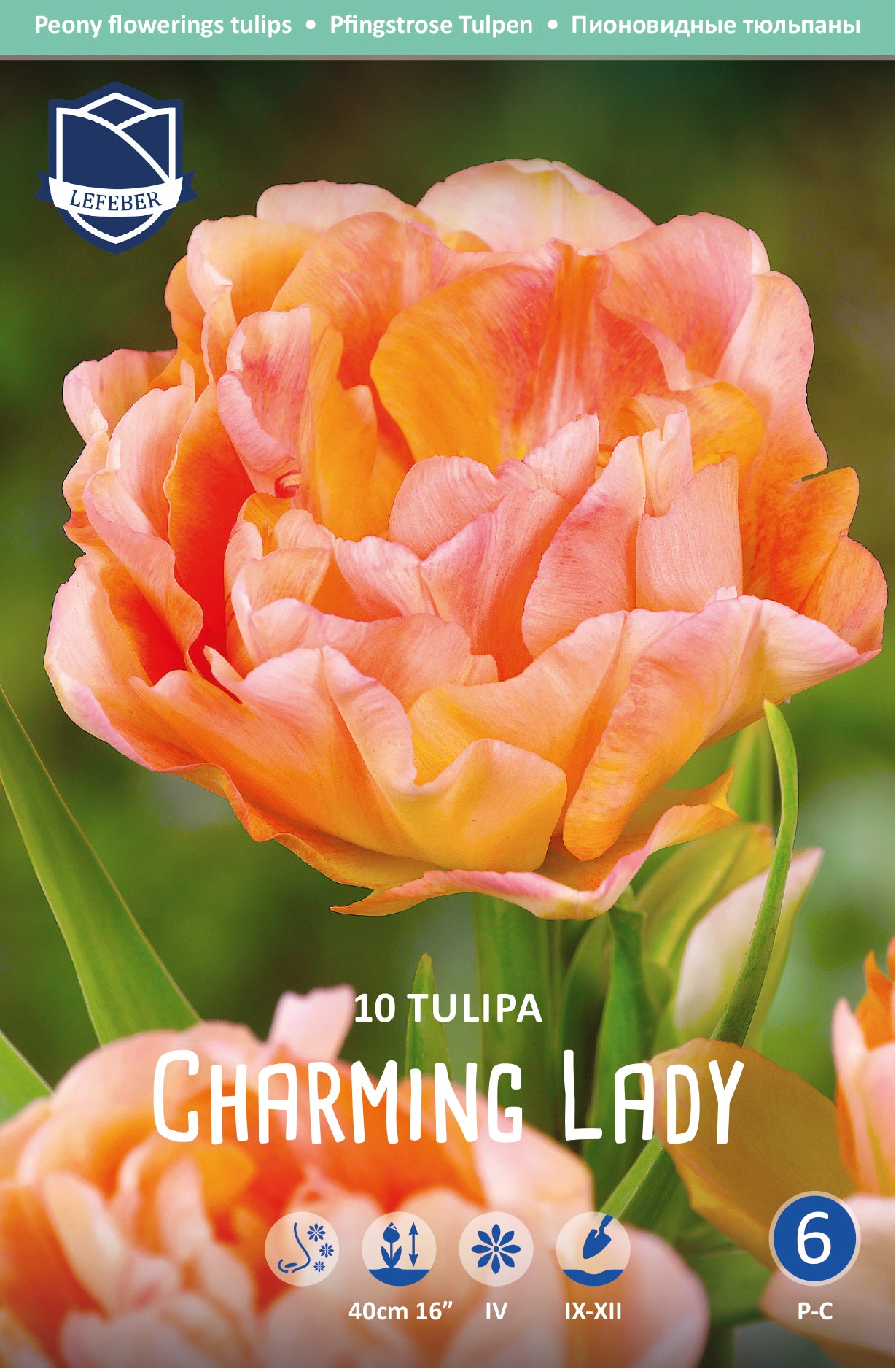 Tulipa Charming Lady