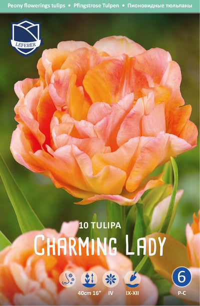 Tulpe Charming Lady Jack the Grower