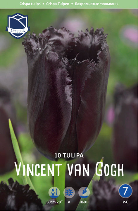 Tulpe Vincent van Gogh Jack the Grower