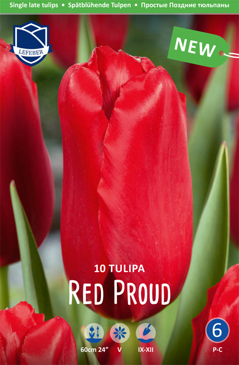 Tulipa Red Proud