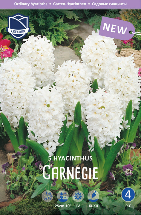 Hyacinthus Carnegie Jack the Grower