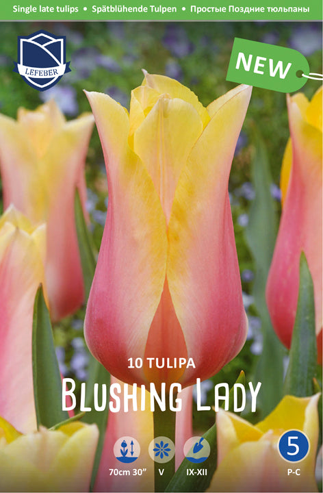 Tulipa Blushing Lady