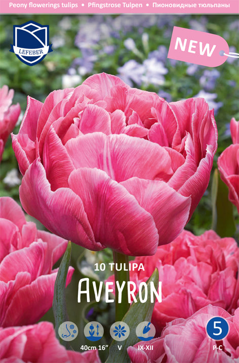 Tulipa Aveyron