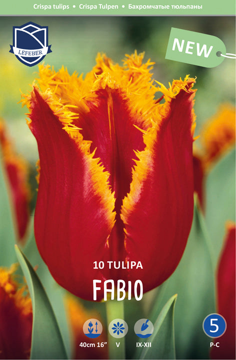Tulipa Fabio Jack the Grower