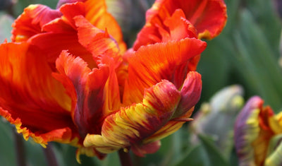 Tulipa Rasta Parrot Jack the Grower