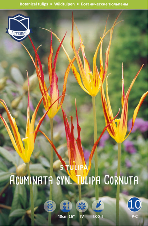 Tulipa Acuminata syn. Tulipa Cornuta Jack the Grower