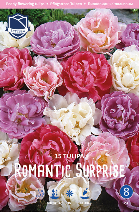 Tulpe Romantic Surprise