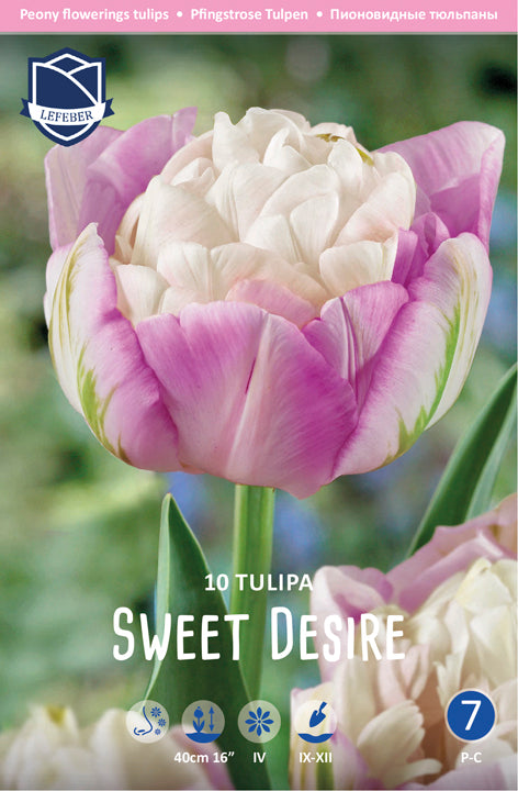 Tulipa Sweet Desire Jack the Grower