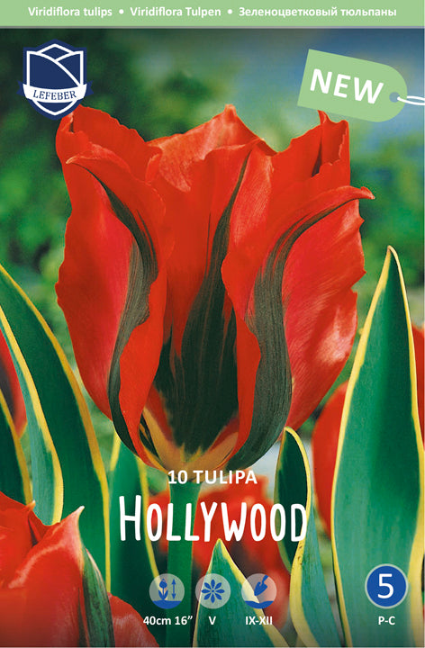 Tulpe Hollywood Jack the Grower