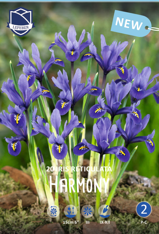 Iris Reticulata Harmony Jack the Grower
