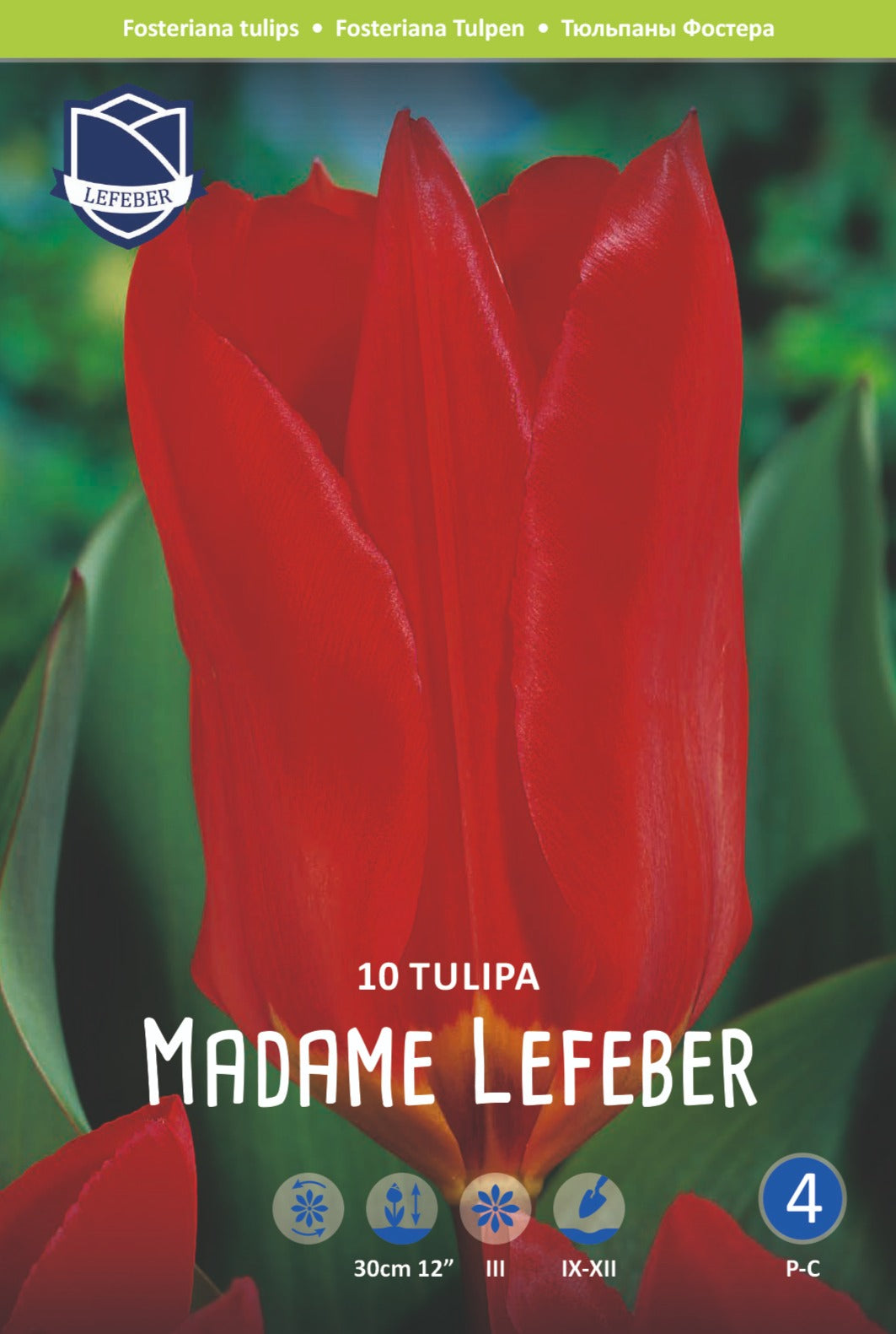 Tulpe Madame Lefeber