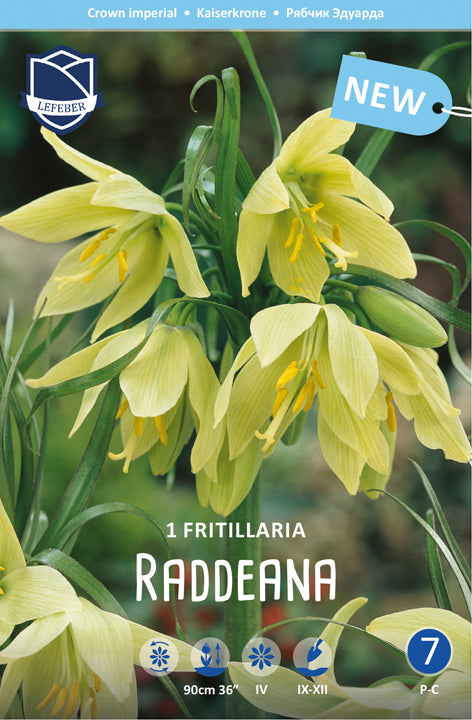 Fritillaria Raddeana