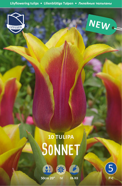 Tulipa Sonnet Jack the Grower