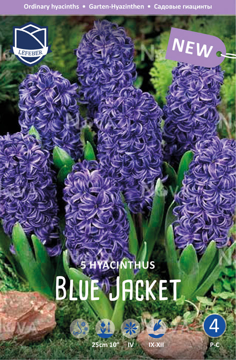 Hyacinthus Blue Jacket Jack the Grower