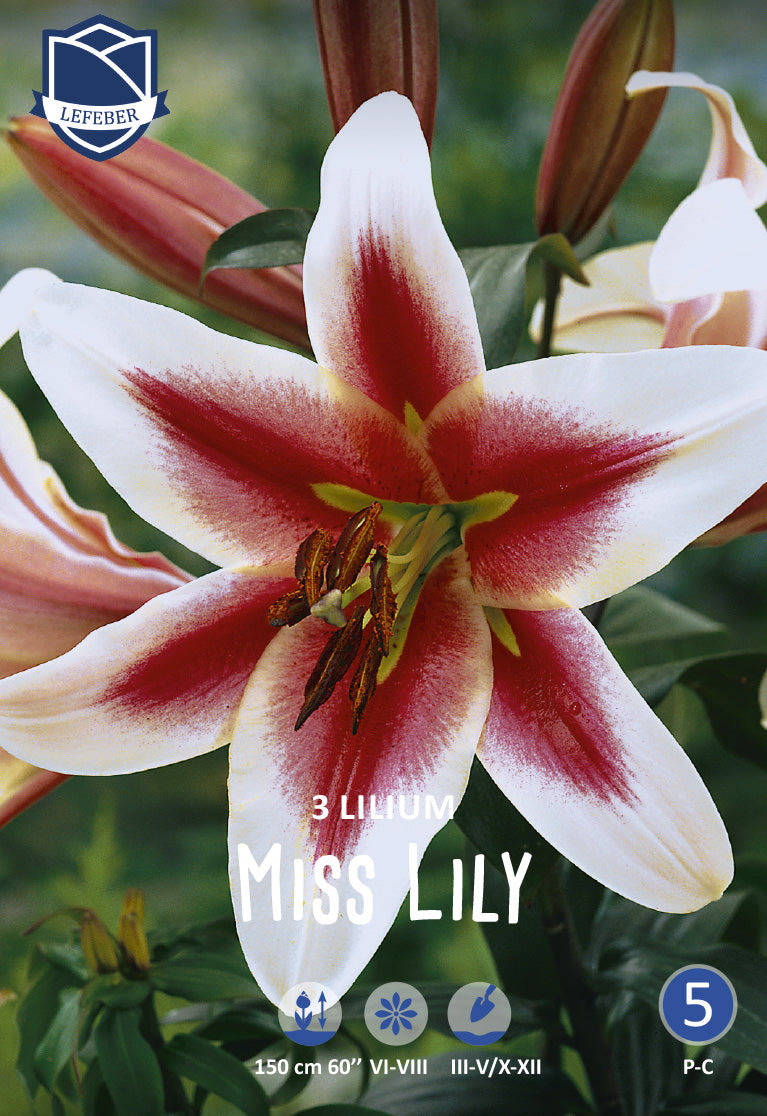 Lilie Miss Lily Jack the Grower