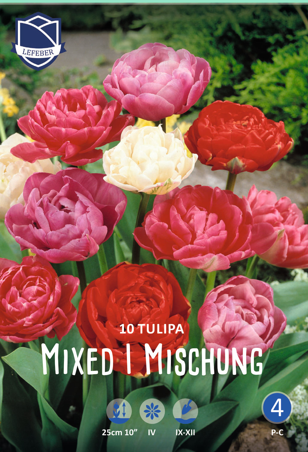 Tulipa Double Early Mixed Jack the Grower
