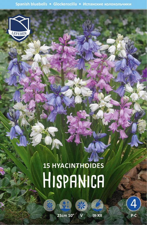 Hyacinthoides Hispanica Mix