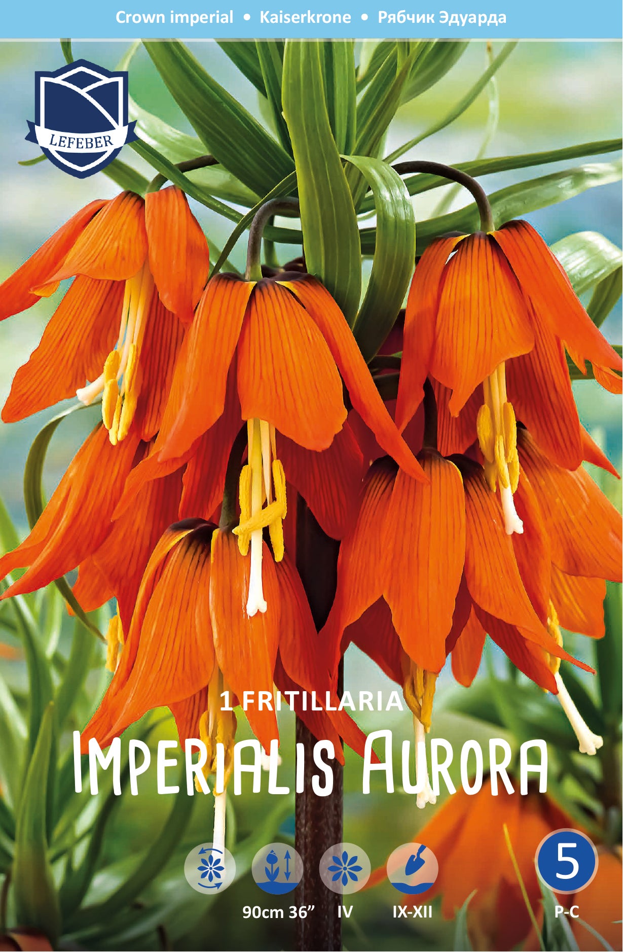 Fritillaria Imperialis Aurora