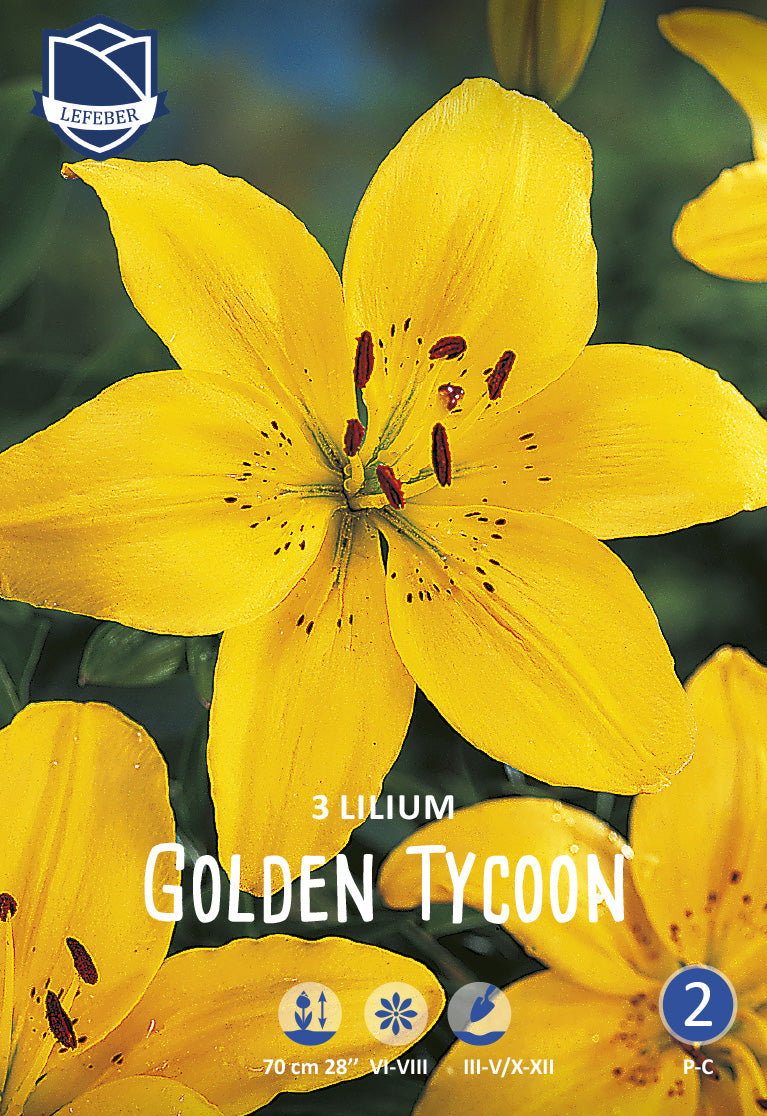 Lilium Golden Tycoon