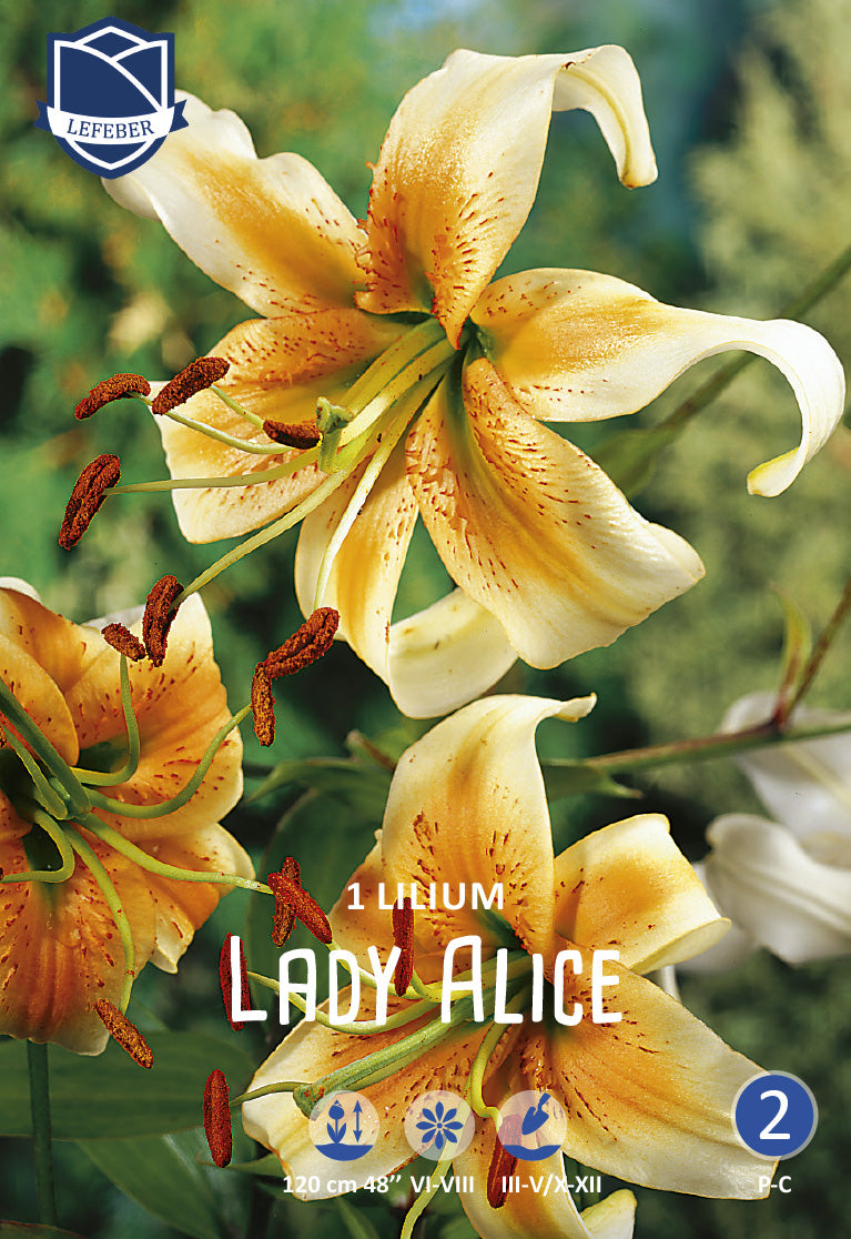 Lilium Lady Alice