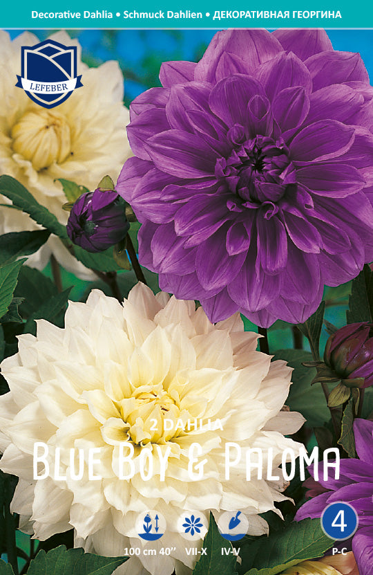 Dahlia Blue Boy & Paloma