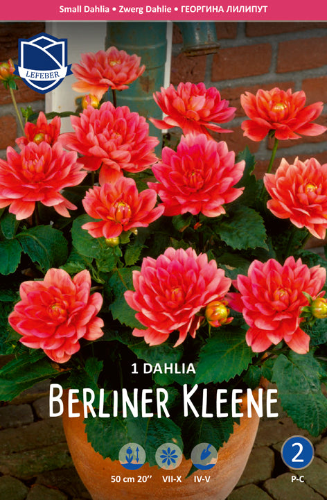 Dahlie Berliner Kleene Jack the Grower