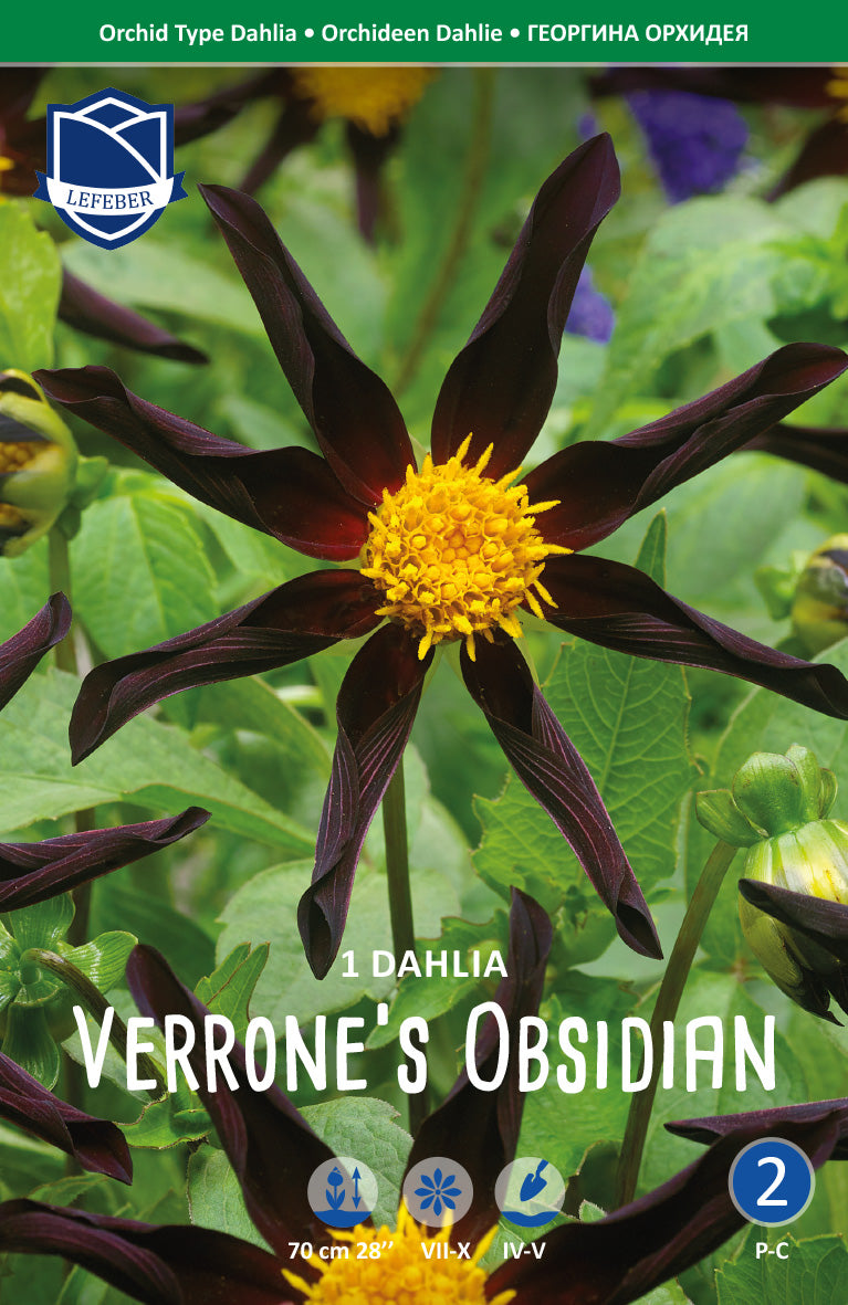 Dahlia Verrone's Obsidian Jack the Grower