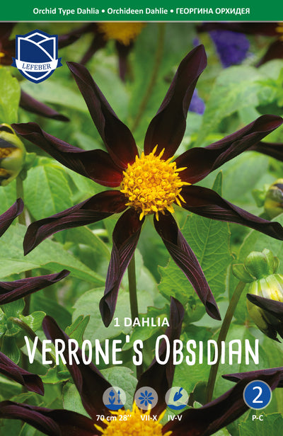 Dahlie Verrone's Obsidian Jack the Grower