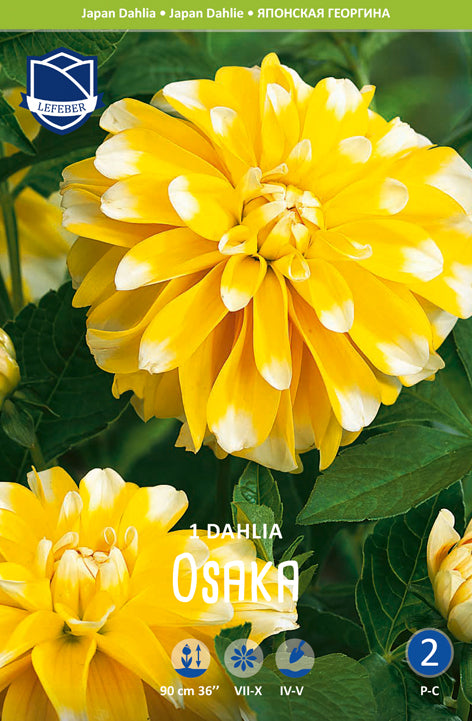 Dahlia Osaka